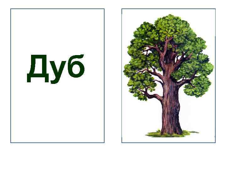 Дуб карточка. Дуб с названием. Дерево дуб рисунок. Карточки дуб сосна.