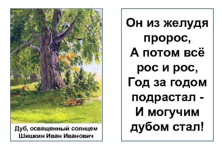 Дуб, освещенный солнцем Шишкин Иванович Он из желудя пророс, А потом всё рос и