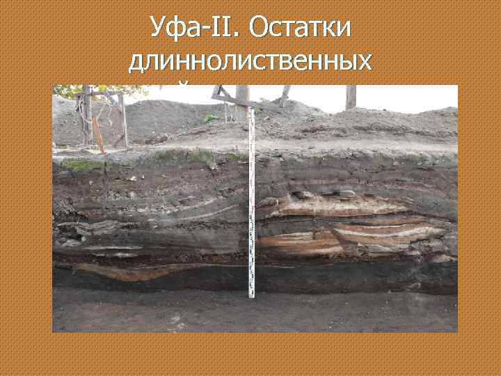 Уфа-II. Остатки длиннолиственных растений в стенке раскопа. 