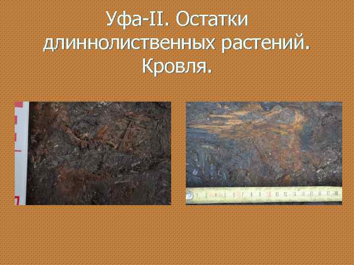 Уфа-II. Остатки длиннолиственных растений. Кровля. 