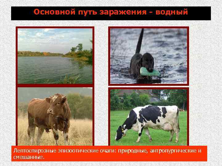 Основной путь заражения - водный Лептоспирозные эпизоотические очаги: природные, антропургические и смешанные. 