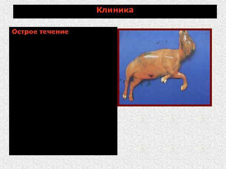 Клиника Острое течение - аборты во второй половине беременности; - быстрое исхудание. Продолжительность переболевания