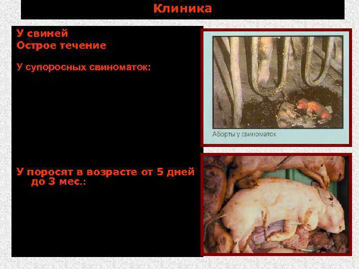 Клиника У свиней (обычно латентно) Острое течение (в ранее благополучных хозяйствах): У супоросных свиноматок: