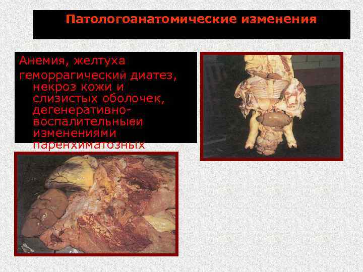 Патологоанатомические изменения Анемия, желтуха геморрагический диатез, некроз кожи и слизистых оболочек, дегенеративновоспалительныеи изменениями паренхиматозных