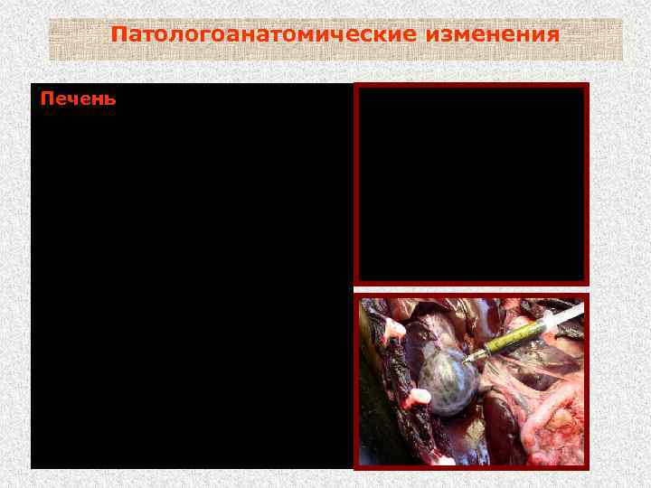 Патологоанатомические изменения Печень - увеличена и перерождена; - цвет от глинисто-красного до желтого; -