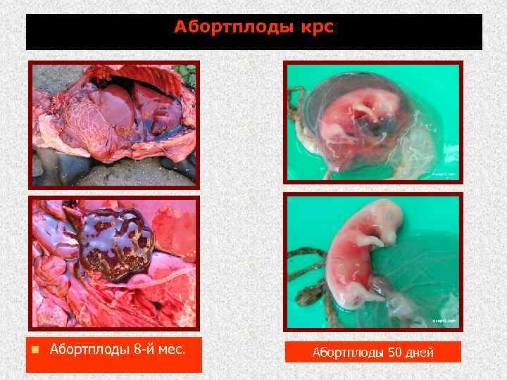 Абортплоды крс n Абортплоды 8 -й мес. Абортплоды 50 дней 