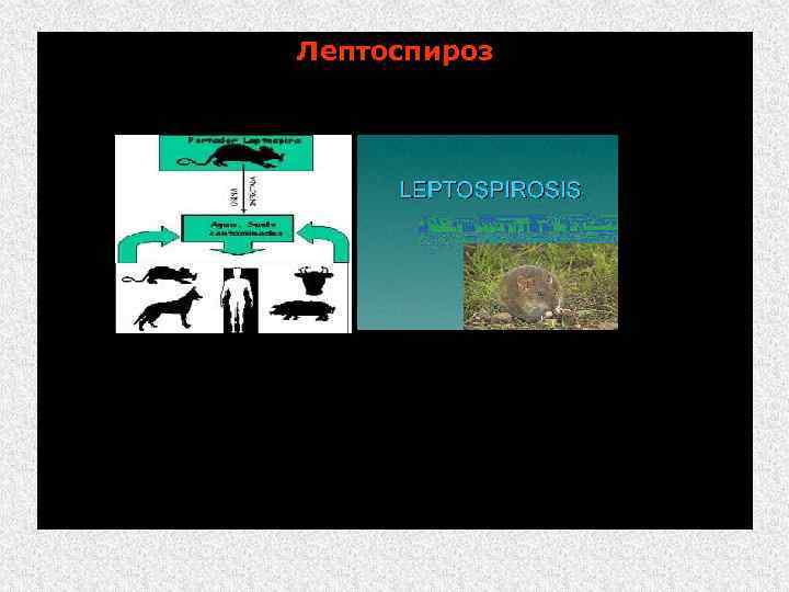 Лептоспироз (лат. , англ. - Leptospirosis; болезнь Вейля, тиф собак) Лептоспироз - природно-очаговая болезнь