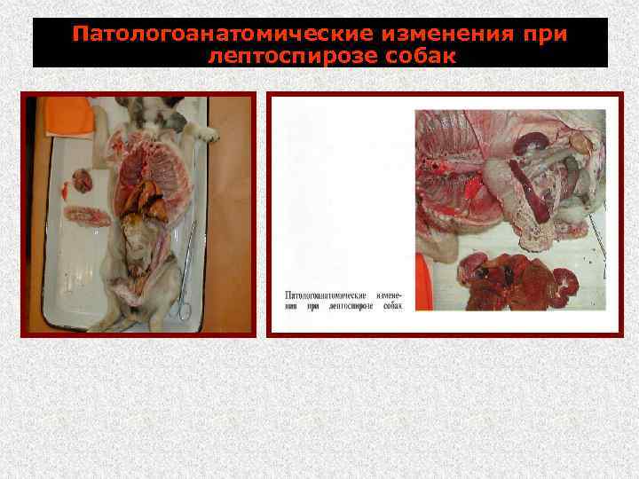 Патологоанатомические изменения при лептоспирозе собак 