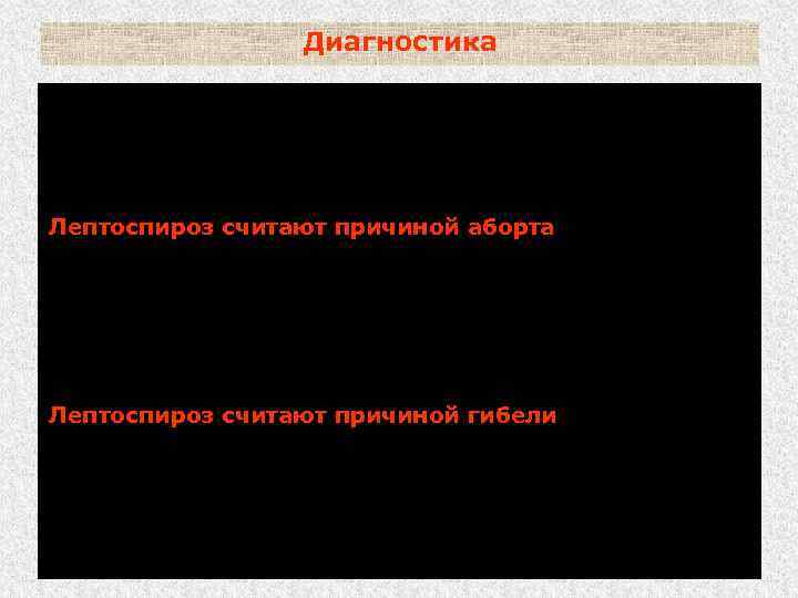 Диагностика Обнаружение лептоспир или антител при повторном исследовании у животных, не имевших их при