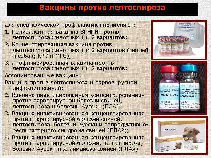 Вакцины против лептоспироза Для специфической профилактики применяют: 1. Поливалентная вакцина ВГНКИ против лептоспироза животных