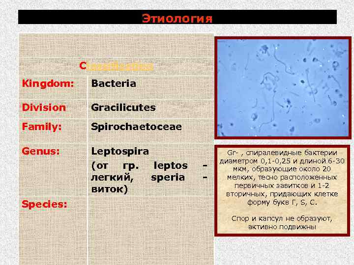 Этиология Classification Kingdom: Bacteria Division Gracilicutes Family: Spirochaetoceae Genus: Leptospira (от гр. leptos легкий,