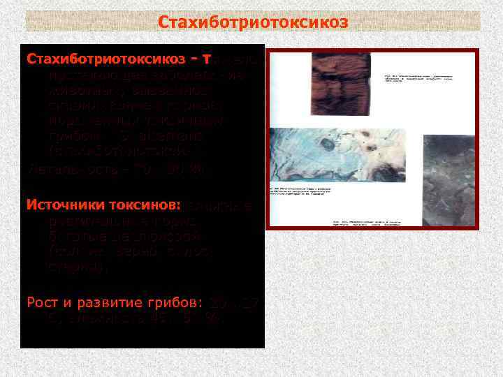 Стахиботриотоксикоз - тяжело протекающее заболевание животных, вызванное скармливанием кормов, пораженных токсичным грибом S. alternans
