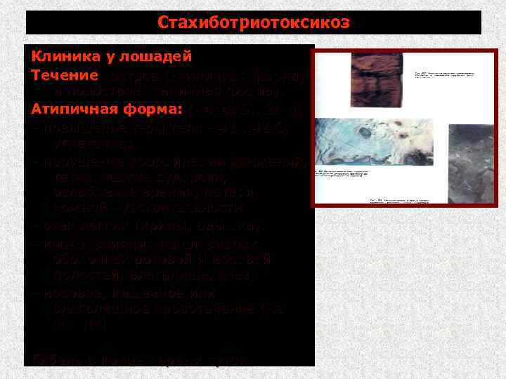 Стахиботриотоксикоз Клиника у лошадей Течение: острое (атипичная форма) и подострое (типичная форма). Атипичная форма: