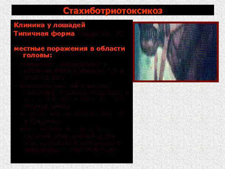 Стахиботриотоксикоз Клиника у лошадей Типичная форма (через 24. . . 72 ч) местные поражения