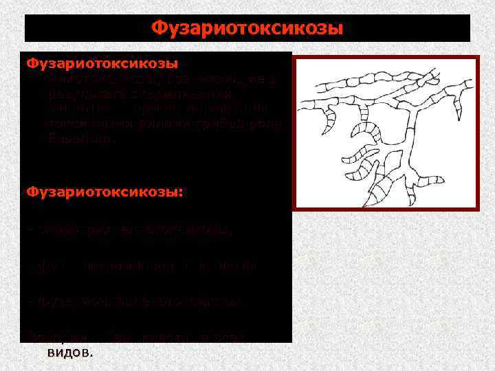 Фузариотоксикозы микотоксикозы, возникающие в результате скармливания животным кормов, пораженных токсичными видами грибов рода Fusarium.