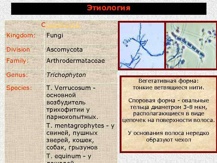 Этиология Classification Kingdom: Fungi Division Ascomycota Family: Arthrodermataceae Genus: Trichophyton Species: Т. Verrucosum основной