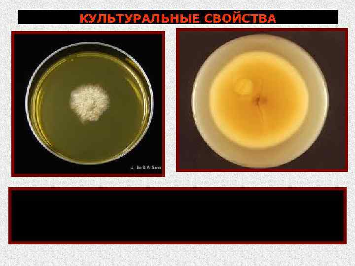 КУЛЬТУРАЛЬНЫЕ СВОЙСТВА на питательных средах (сусло агар, агар Сабуро и др. ) при т