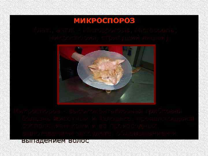 МИКРОСПОРОЗ (лат. , англ. Microsporosis, Microsporia; микроспория, стригущий лишай) Микроспороз высококонтагиозная грибковая болезнь животных
