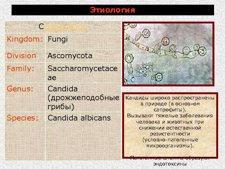 Этиология Classification Kingdom: Fungi Division Ascomycota Family: Saccharomycetace ae Candida (дрожжеподобные грибы) Genus: Species: