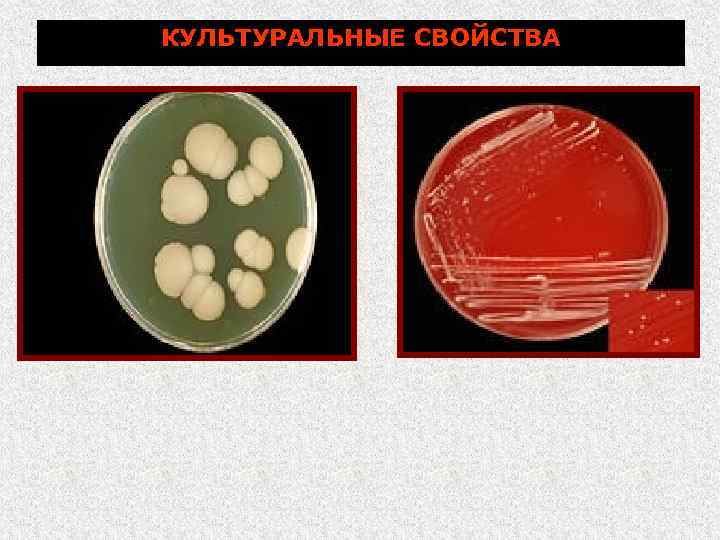 КУЛЬТУРАЛЬНЫЕ СВОЙСТВА 