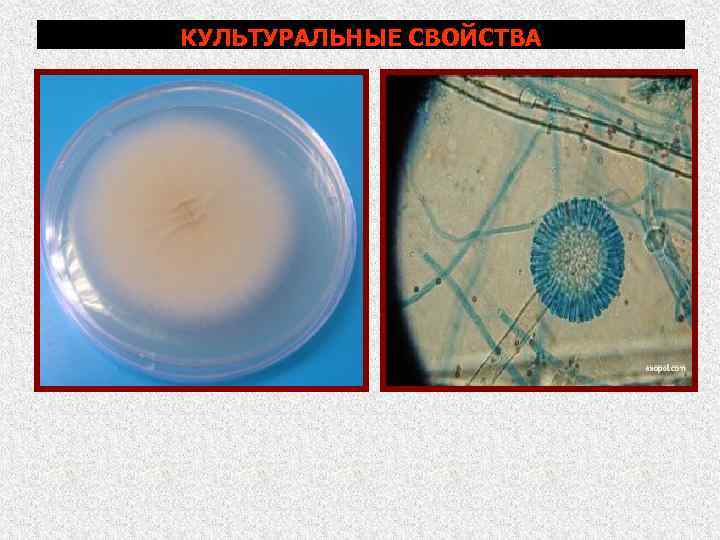 КУЛЬТУРАЛЬНЫЕ СВОЙСТВА 