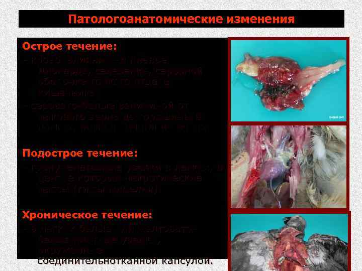 Патологоанатомические изменения Острое течение: кровоизлияния на плевре, миокарде, селезенке, серозной оболочке тонкого отдела кишечника;