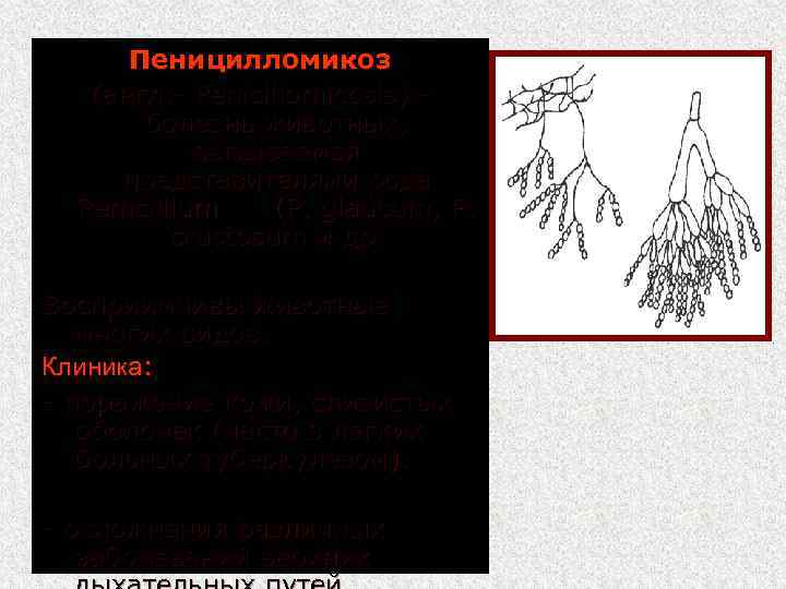 Пеницилломикоз (англ. Penicillomicosis) болезнь животных, вызываемая представителями рода Pemcillium (Р. glaucum, P. crustosum и