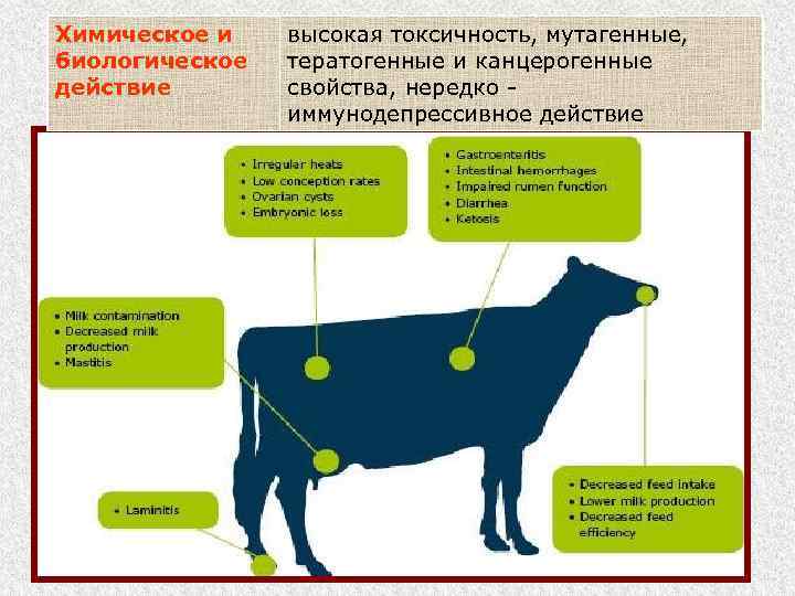 Токсины животного происхождения. Канцерогенные и мутагенные вещества. Грибы вызывающие болезни у животных. МУТАГЕННОЕ И канцерогенное действие. Тератогенный, канцерогенный и мутагенный эффекты.