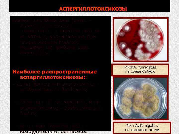 АСПЕРГИЛЛОТОКСИКОЗЫ Аспергиллотоксикозы (англ. Aspergillotoxicoses) алиментарные микотоксикозы животных, возникающие при скармливании кормов, пораженных грибами рода
