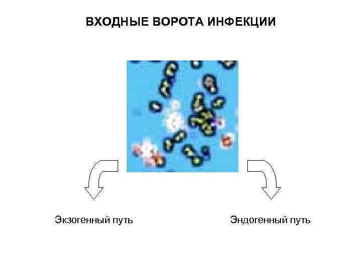ВХОДНЫЕ ВОРОТА ИНФЕКЦИИ Экзогенный путь Эндогенный путь 