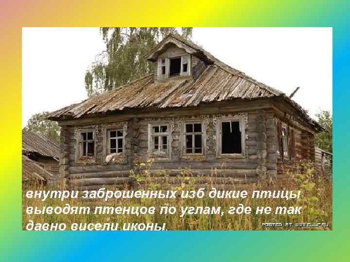 внутри заброшенных изб дикие птицы выводят птенцов по углам, где не так давно висели
