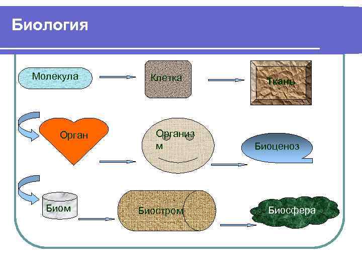 Биология Молекула Орган Биом Клетка Организ м Биостром Ткань Биоценоз Биосфера 