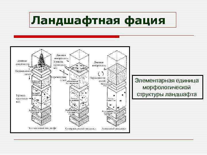 Ландшафтная фация Элементарная единица морфологической структуры ландшафта 