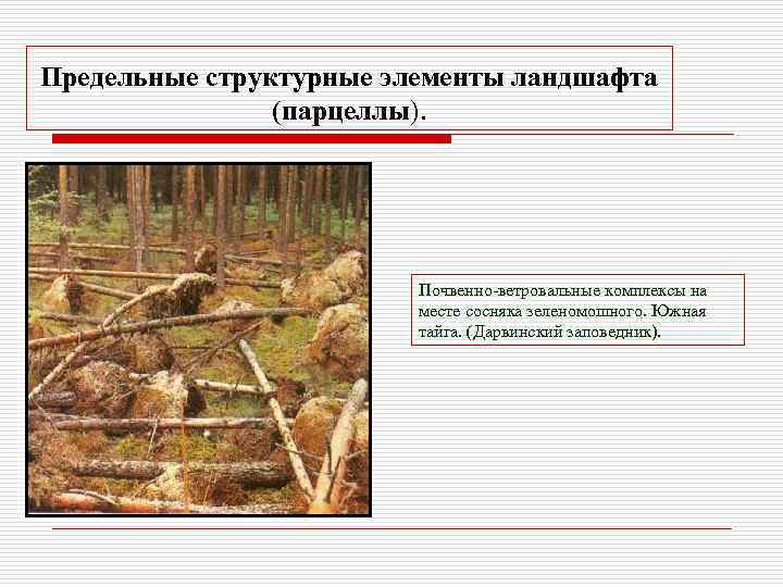 Предельные структурные элементы ландшафта (парцеллы). Почвенно-ветровальные комплексы на месте сосняка зеленомошного. Южная тайга. (Дарвинский