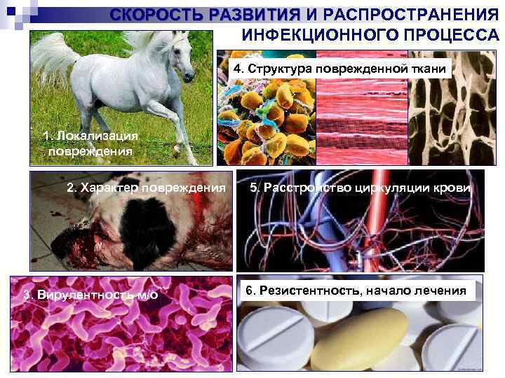 СКОРОСТЬ РАЗВИТИЯ И РАСПРОСТРАНЕНИЯ ИНФЕКЦИОННОГО ПРОЦЕССА 4. Структура поврежденной ткани 1. Локализация повреждения 2.