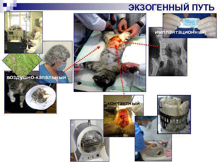 ЭКЗОГЕННЫЙ ПУТЬ имплантационный воздушно-капельный контактный 