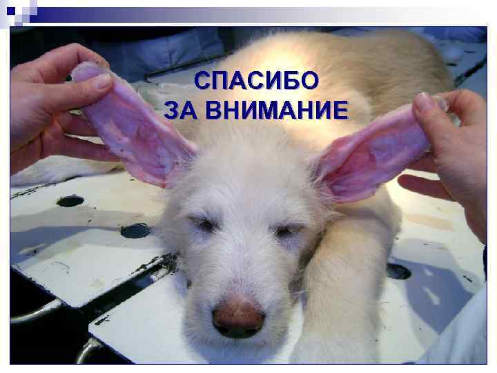 СПАСИБО ЗА ВНИМАНИЕ 