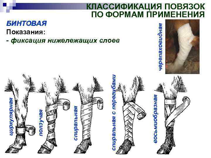 Спиральная с перегибами. Циркулярная повязка КРС. Циркулярная повязка животному. Циркулярная повязка с перегибами. Наложение бинтовых повязок животным.