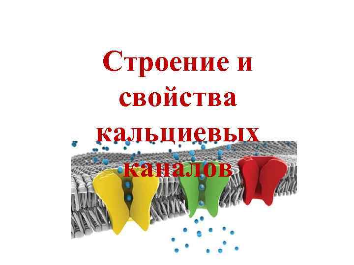 Строение и свойства кальциевых каналов 