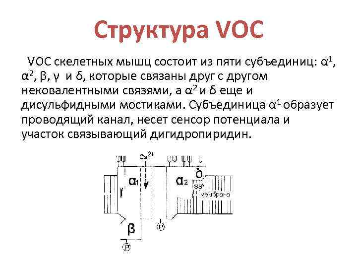 Структура VOC скелетных мышц состоит из пяти субъединиц: α 1, α 2, β, γ