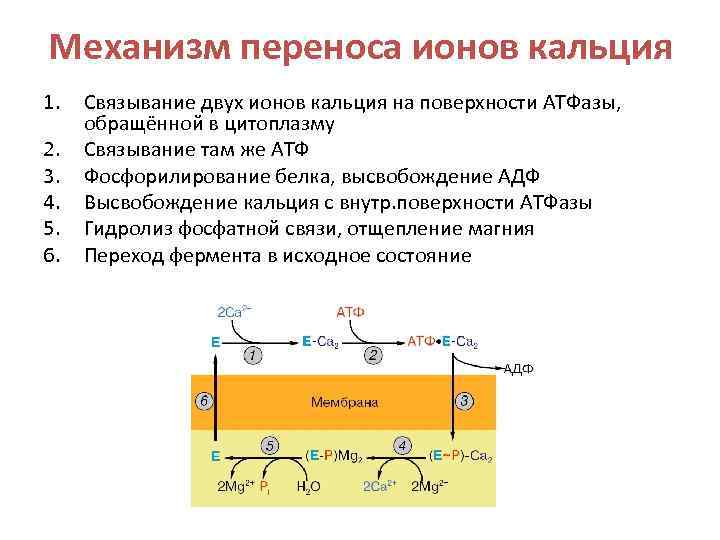 Кальций атф. Механизм переноса ионов. Механизмы перемещения ионов. Строение ионов кальция. Числа переноса ионов.