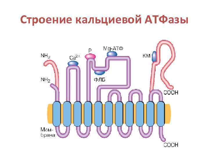 Кальциевый. Кальциевый насос механизм. Кальциевый насос физиология. Ca2+–АТФАЗЫ. CA АТФАЗА механизм.