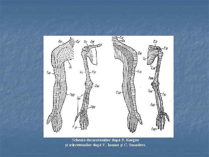 Schema dermatomilor după F. Keegan şi sclerotomilor după V. Inman şi C. Saunders. 