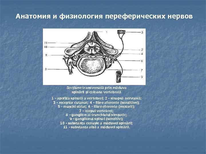 Анатомия и физиология переферических нервов Secţiune transversală prin măduva spinării şi coloana vertebrală 1