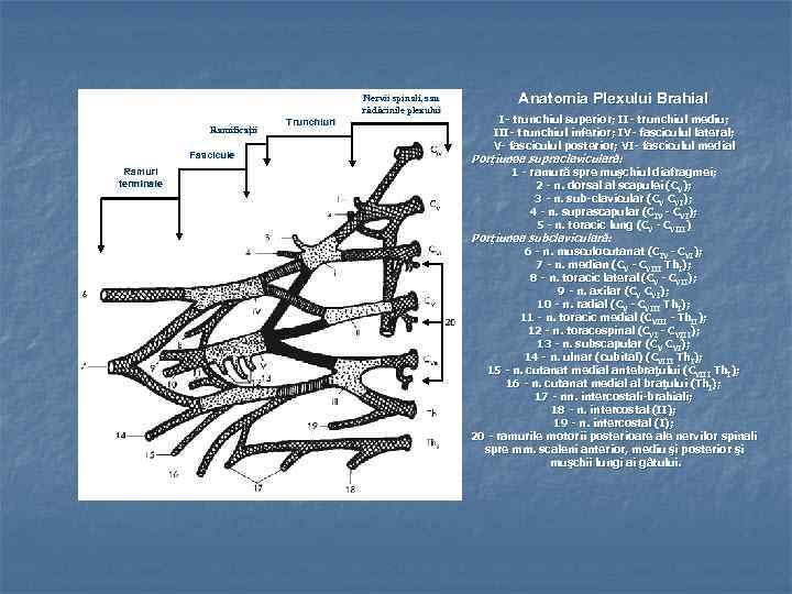 Nervii spinali, sau rădăcinile plexului Ramificaţii Fascicule Ramuri terminale Trunchiuri Anatomia Plexului Brahial I-