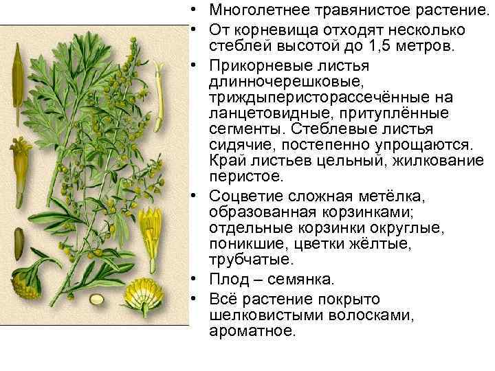  • Многолетнее травянистое растение. • От корневища отходят несколько стеблей высотой до 1,