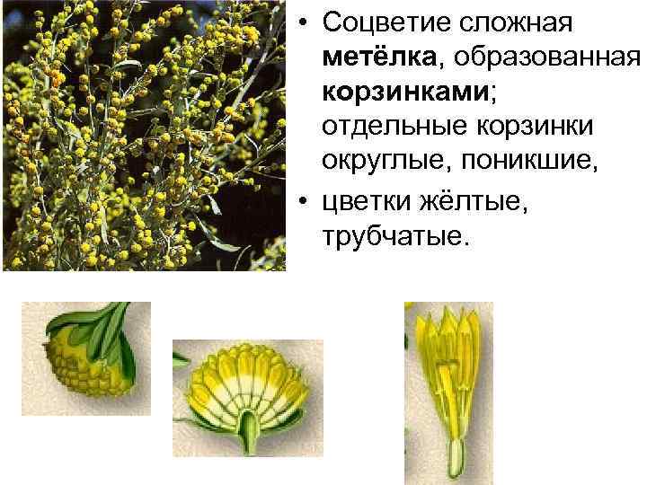  • Соцветие сложная метёлка, образованная корзинками; отдельные корзинки округлые, поникшие, • цветки жёлтые,