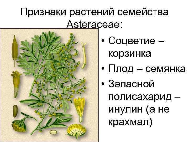 Признаки растений семейства Asteraceae: • Соцветие – корзинка • Плод – семянка • Запасной
