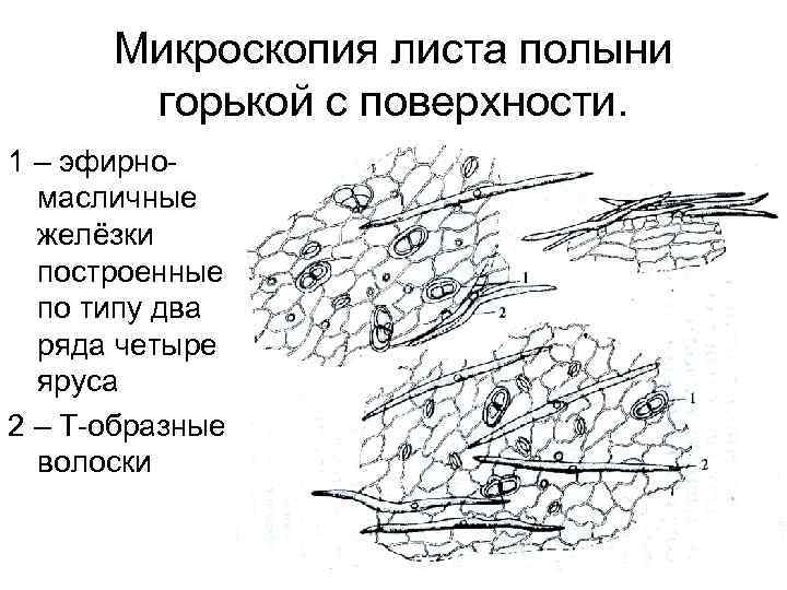 Микроскопия листа полыни горькой с поверхности. 1 – эфирномасличные желёзки построенные по типу два