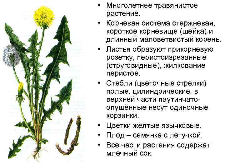  • Многолетнее травянистое растение. • Корневая система стержневая, короткое корневище (шейка) и длинный